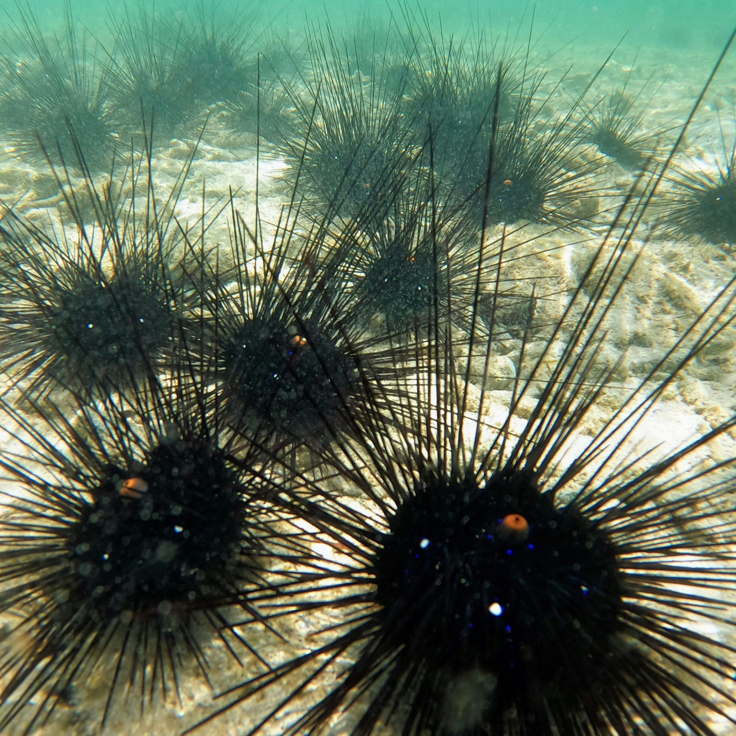 Een bondig overzicht van de bio-ecologische rol van zeeëgels