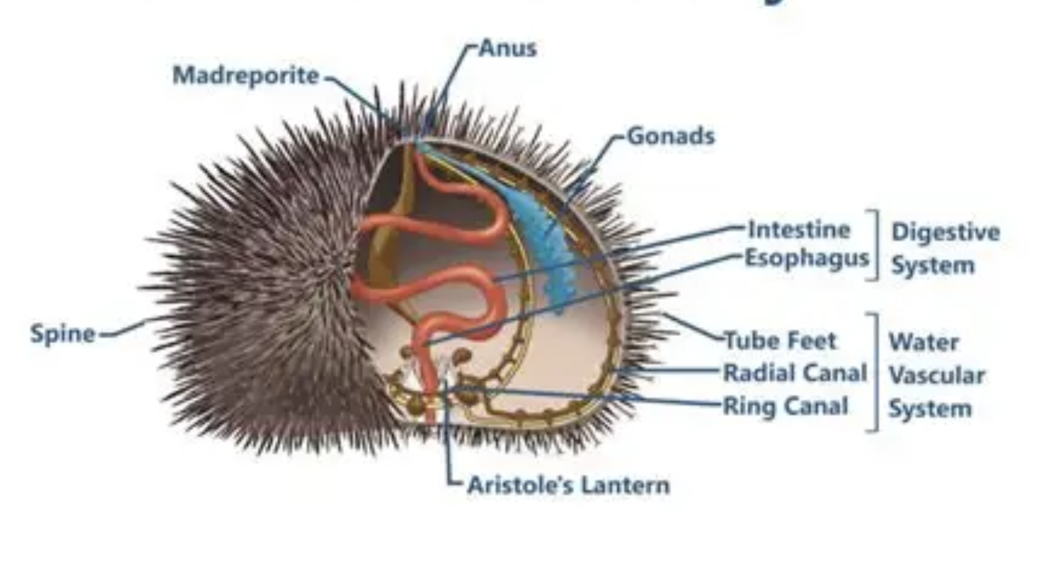 De gonaden van de zee‑egel — anatomie & gastronomie